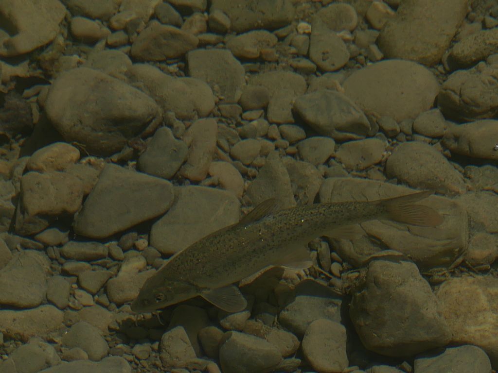 barbo tiberino in toscana??